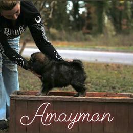 Neapolitan Mastiff and Tibetan Mastiff Puppies from Carolina Coastal Mastinos