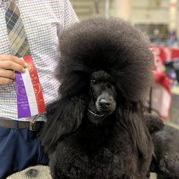 Poodles from Brookside Standard Poodles