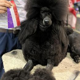 Poodles from Brookside Standard Poodles