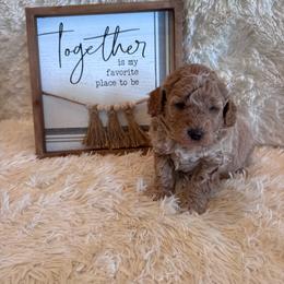 Male 4 - Apricot male Goldendoodle puppy in Bucyrus, Missouri from Hill Top Pomskies