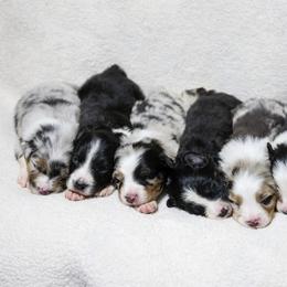 Australian Shepherd Puppies from North Idaho Aussies