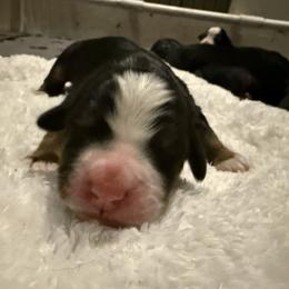 Girl 1 - Tri-color female Bernese Mountain Dog puppy in Loveland, Colorado from Grateful Bernese & Gage's Goldens