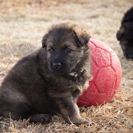 German Shepherd Puppies from Journey's German Shepherds (Kennel Vom Himmel)