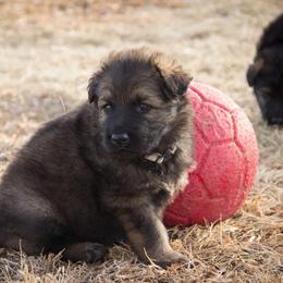 German Shepherd Puppies from Journey's German Shepherds (Kennel Vom Himmel)