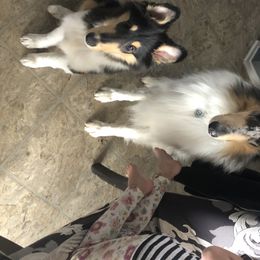 Collie Puppies from Blue Haven Collies