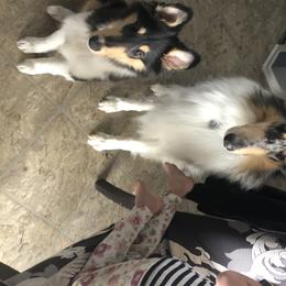 Collie Puppies from Blue Haven Collies