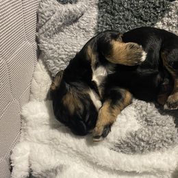 Cocker Spaniel Puppies from Becky's Cockers