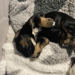 Cocker Spaniel Puppies from Becky's Cockers
