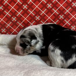 Australian Shepherd Puppies from M3 Sassafrass Ranch