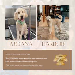 Goldendoodle puppies from Bows and Ties Doodles, LLC