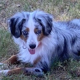 Charli - Miniature Australian Shepherd