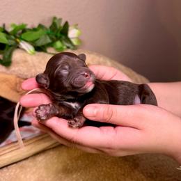 Montego - Chocolate male Goldendoodle puppy in Haltom City, Texas from Ohana Doodles