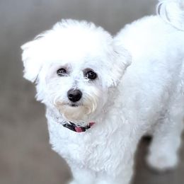 Zariah - Bichon Frise