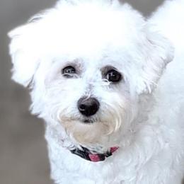 Zariah - Bichon Frise