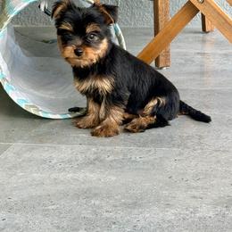 Kion - Black and gold male Yorkshire Terrier puppy in Fort Myers, Florida from Katherine’s Yorkies and Poodles