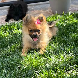 Tokyo - Orange sable female Pomeranian puppy in Los Angeles, Santa Clarita, California from LT_Poms