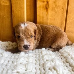 Cinnamon Roll is Black Collar Male from Stroodles Bake Sale litter - Apricot male Goldendoodle puppy in Hamilton, Montana from Stroodles Doodles