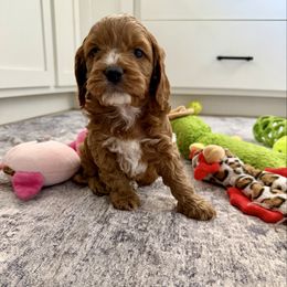 Luna - Red and white female Cockapoo puppy in Beresford, South Dakota from DAKOTA DOOD RANCH