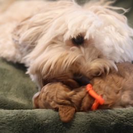 Australian Labradoodle Puppies from Majestic Labradoodles