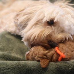 Australian Labradoodle Puppies from Majestic Labradoodles