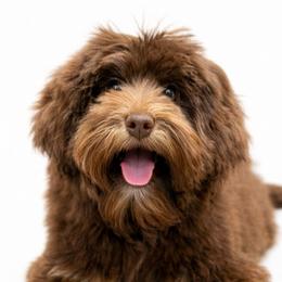 Australian Labradoodles, Cavapoos, Goldendoodles, Golden Mountain Doodles, and Poodles from Dawson's Royal Companions