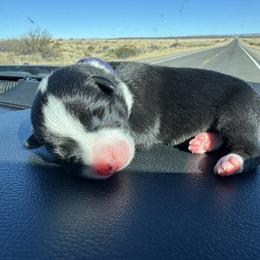 North - Black and tan male Pembroke Welsh Corgi puppy in Ruidoso, New Mexico from Ruidoso's Crowned Companions