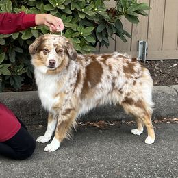 Sky - Miniature American Shepherd