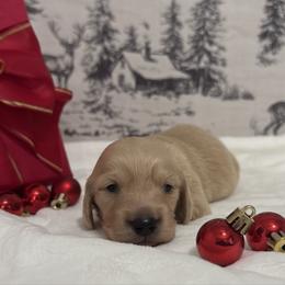 Eeyore - Cream male Dachshund puppy in Dothan, Alabama from Little House Pups