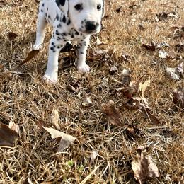 Tater/blue collar - Dalmatian puppy from Green Acre Dalmatians