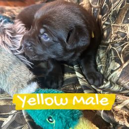 Yellow (collar) - Chocolate male Labrador Retriever puppy in Moore, Oklahoma from Okiehuntinboyz Labrador Retrievers