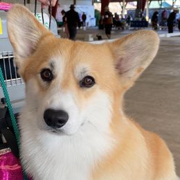 Neil - Pembroke Welsh Corgi