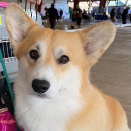 Neil - Pembroke Welsh Corgi