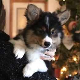 Acorn (Fluffy) - Black and tan male Pembroke Welsh Corgi puppy in Fayetteville, Arkansas from Intergalactic Corgis