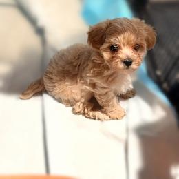 Bruno - Cream male Maltipoo puppy in Bells, Texas from Partridge Doodles and Poodles