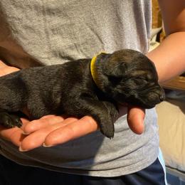 Yellow collar - Sable female German Shepherd puppy in Rathdrum, Idaho from Angelina's German Shepherds