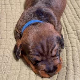 Brock Male 2 - Wild boar male Dachshund puppy in Rusk, Texas from McCann Creek