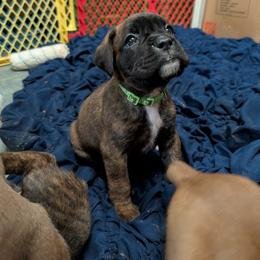 Green - Brindle female Boxer puppy in Titusville, Pennsylvania from Perry Hill Bullies