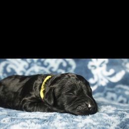 Assorted Doodle Crosses Puppies from Doodles Domain