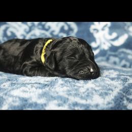 Assorted Doodle Crosses Puppies from Doodles Domain