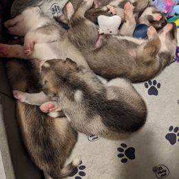 Siberian Husky Puppies from Yukikaze Siberians