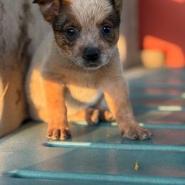 Pepper - Fall Sale - Red speckled female Australian Cattle Dog puppy in Oronogo, Missouri from Dutton's Show Me Farms