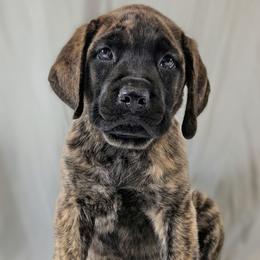 Dark brindle - Brindle female Mastiff puppy in Thompson, Connecticut from Riddermark kennel