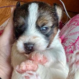 Crazy 8 - White and tan male Russell Terrier puppy in Viper, Kentucky from Mountain Top
