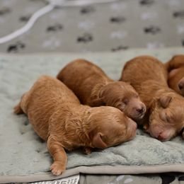 Goldendoodle Puppies from Hygge & Hound by McKenzie