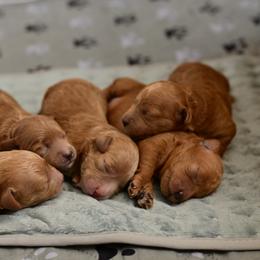 Goldendoodle Puppies from Hygge & Hound by McKenzie