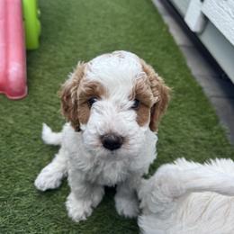 Goofy - Parti male Goldendoodle puppy in Phoenix, Arizona from Amore Doodles & Poodles