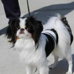 Elon - Japanese Chin