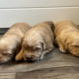 Golden Retriever Puppies from Lake Champlain Goldens
