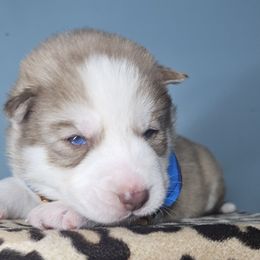 Goldie (Boy 2) - Siberian Husky puppy from 16acreshuskies