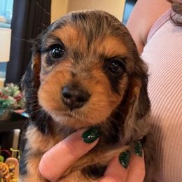 Stella - Black and tan female Dachshund puppy in Salem, Oregon from Longdox Mini Dachshunds